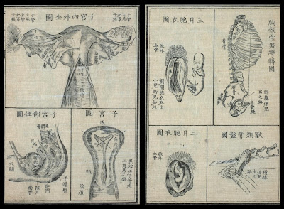 female reproductive system views and foetus