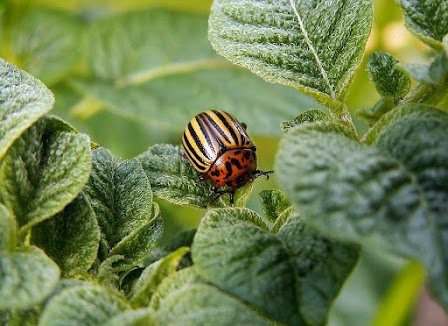 Six (6) Simple Natural Ways to get Rid of Common Houseplant Pests in USA