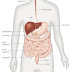 Digestive System: Function, Organs and Anatomy