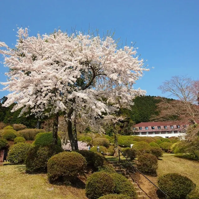 箱根　山のホテル　桜