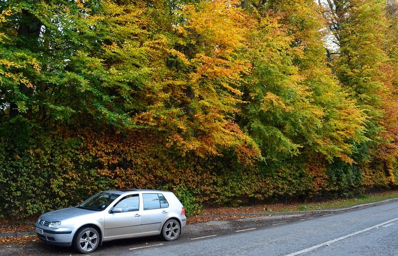 meikleour-beech-hedges-2