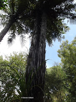 Tree fern - Te Kainga Marire, New Plymouth, New Zealand