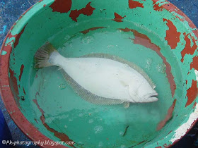 White Fish Picture