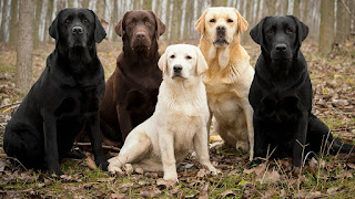 Con rasgos como estos, ¿es de extrañar que el Labrador Retriever sea la raza de perro más popular en todo el mundo
