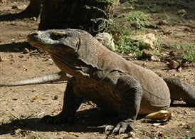 Varanus Komodoensis