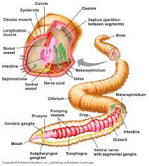 Locomotion-in-earthworm(learn-4-future.blogspot.com)