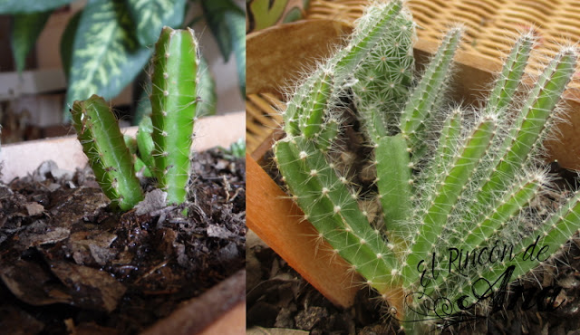 Mis cactus y suculentas