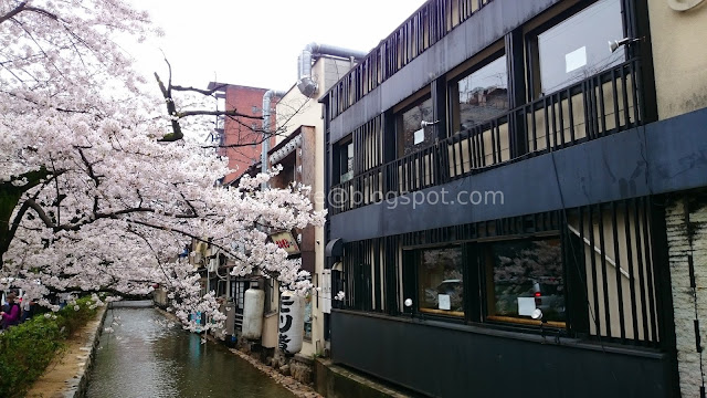 Japan cherry blossoms