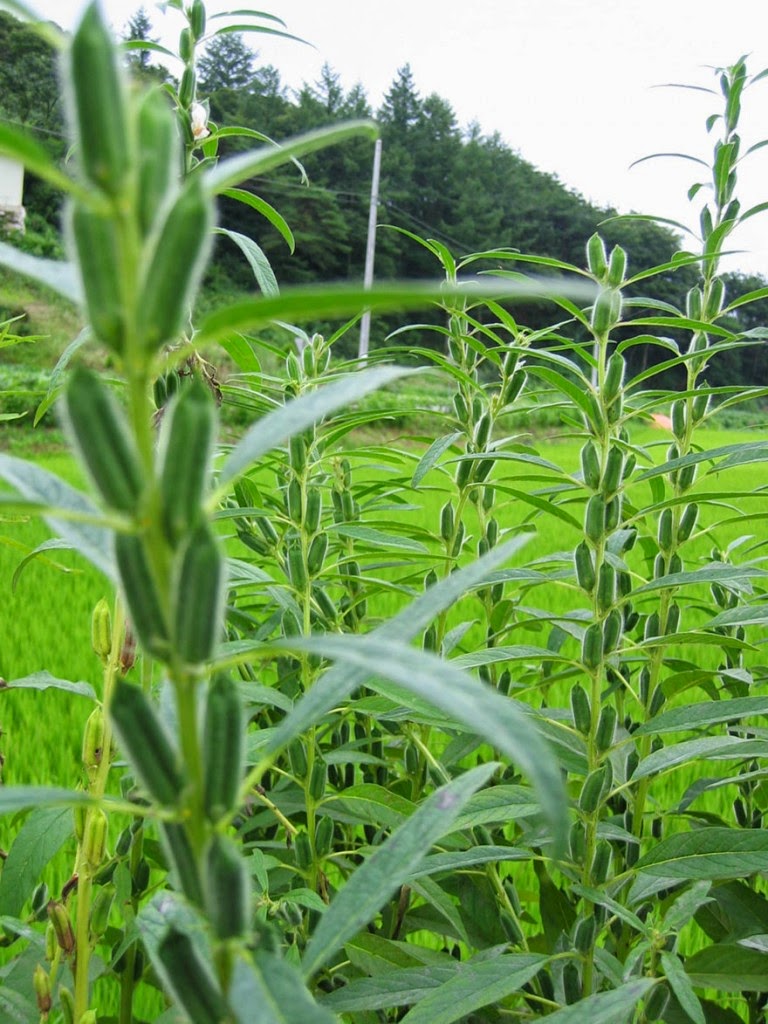 Do You Know What Your Favorite Foods Look Like While Growing - Sesame seeds are obtained from drought-tolerant flowering plants that can grow near 3.5 ft in height!