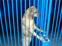 Cadela Cãocun