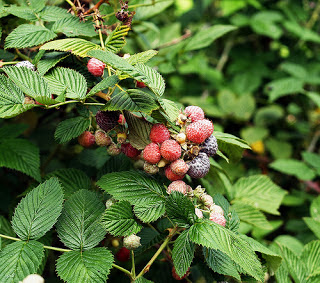 ♥Love Is Around Me♥: Apa Itu Raspberry Leaf Tea?