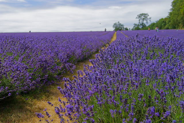 Indahnya Lavender serta kegunaannya....!!! - http://poerwalaksana.blogspot.com/