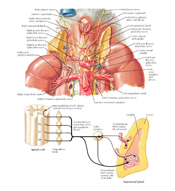 Autonomic Nerves of Suprarenal Glands: Dissection and Schema Anatomy