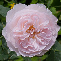 Gentle Hermione (Rosa inglese)