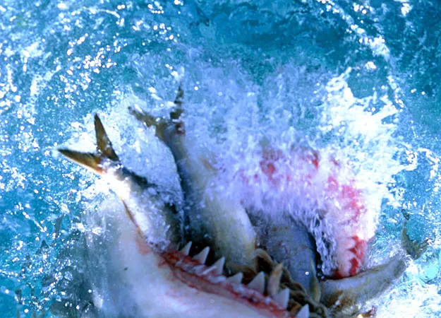 great white shark eating