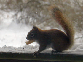 red squirrel eating piecrust