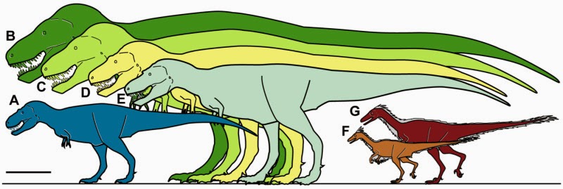 Dinosaurus T Rex, Nanuqsaurus Hoglundi