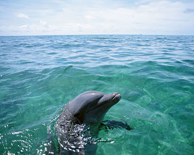 Fotos de Delfines - Libres y Felices