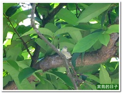 20110526_113628_051_Hsintien_5