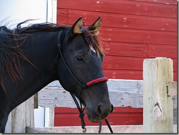 horses 022a