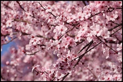 plum2