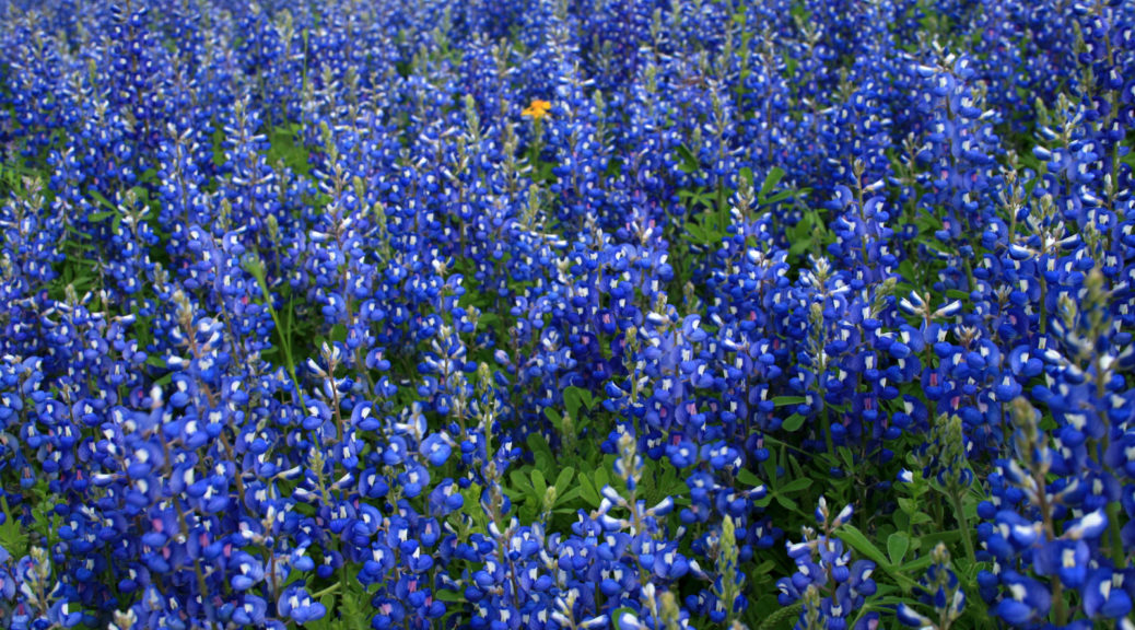  Bluebonnet Flower Wallpaper 