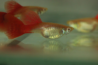 guppy albinno full red