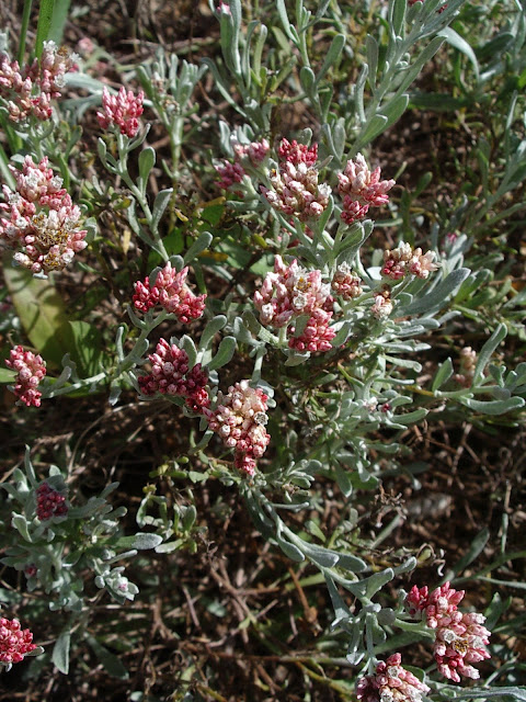 Helichrysum monogynum JBVC