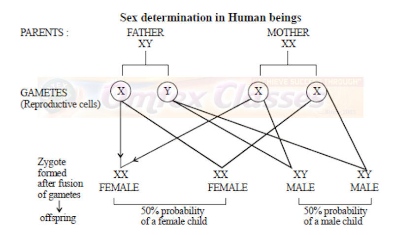 Chapter 3: Inheritance and Variation Balbharati Solutions for Biology 12th Standard HSC Maharashtra State Board