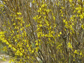 forsythia