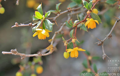 Berberis hieronymi