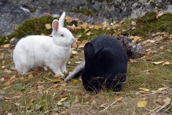 bjørneparken flå kanin