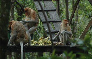 Bekantan di Hutan Mangrove Tarakan 