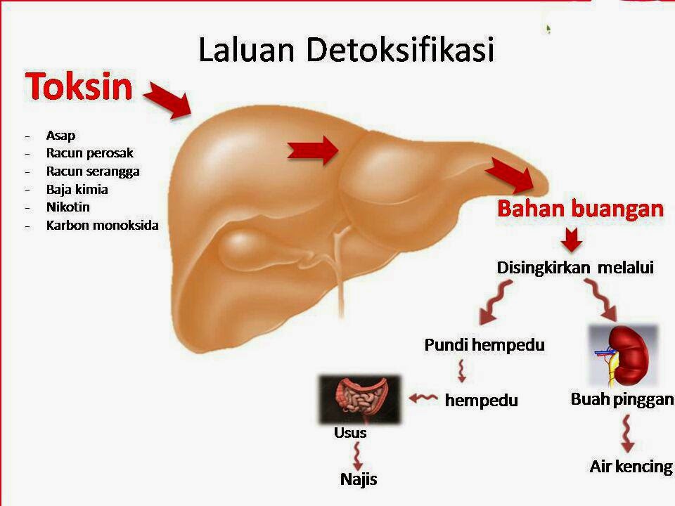 Ubat Untuk Berak Air - Pijat Melati