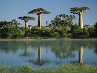 Adansonia Grandidieri