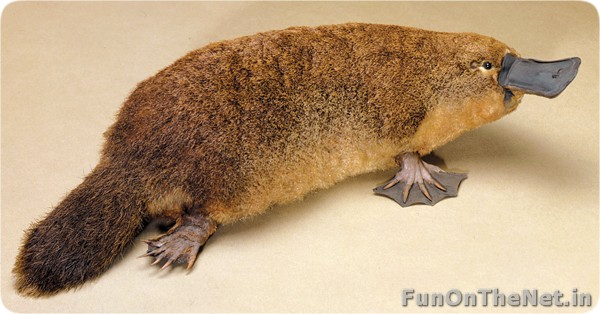 Platypus, One Lucky Soul