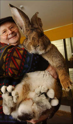 Worlds Largest Rabbit Photo