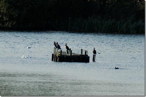 cormorants