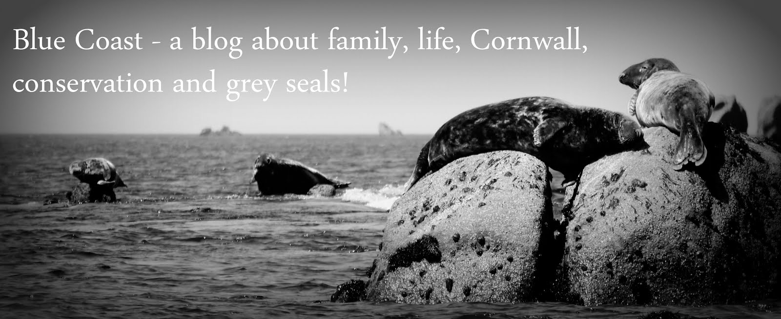 Blue Coast - a blog about family, life, Cornwall, conservation and grey seals!