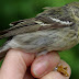 The Navarre / Blackpoll Warbler Connection