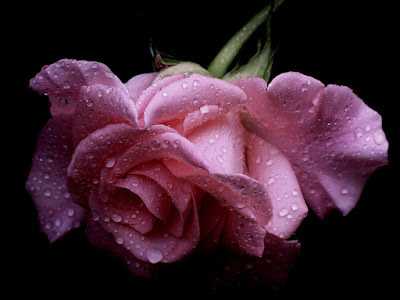 fotos de bellas rosas