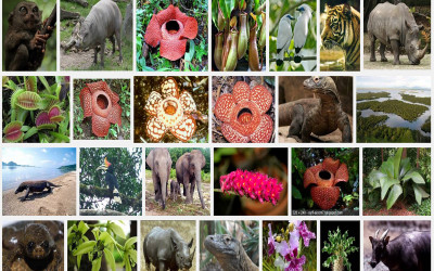 Ayo Lindungi Flora  dan  Fauna  Indonesia