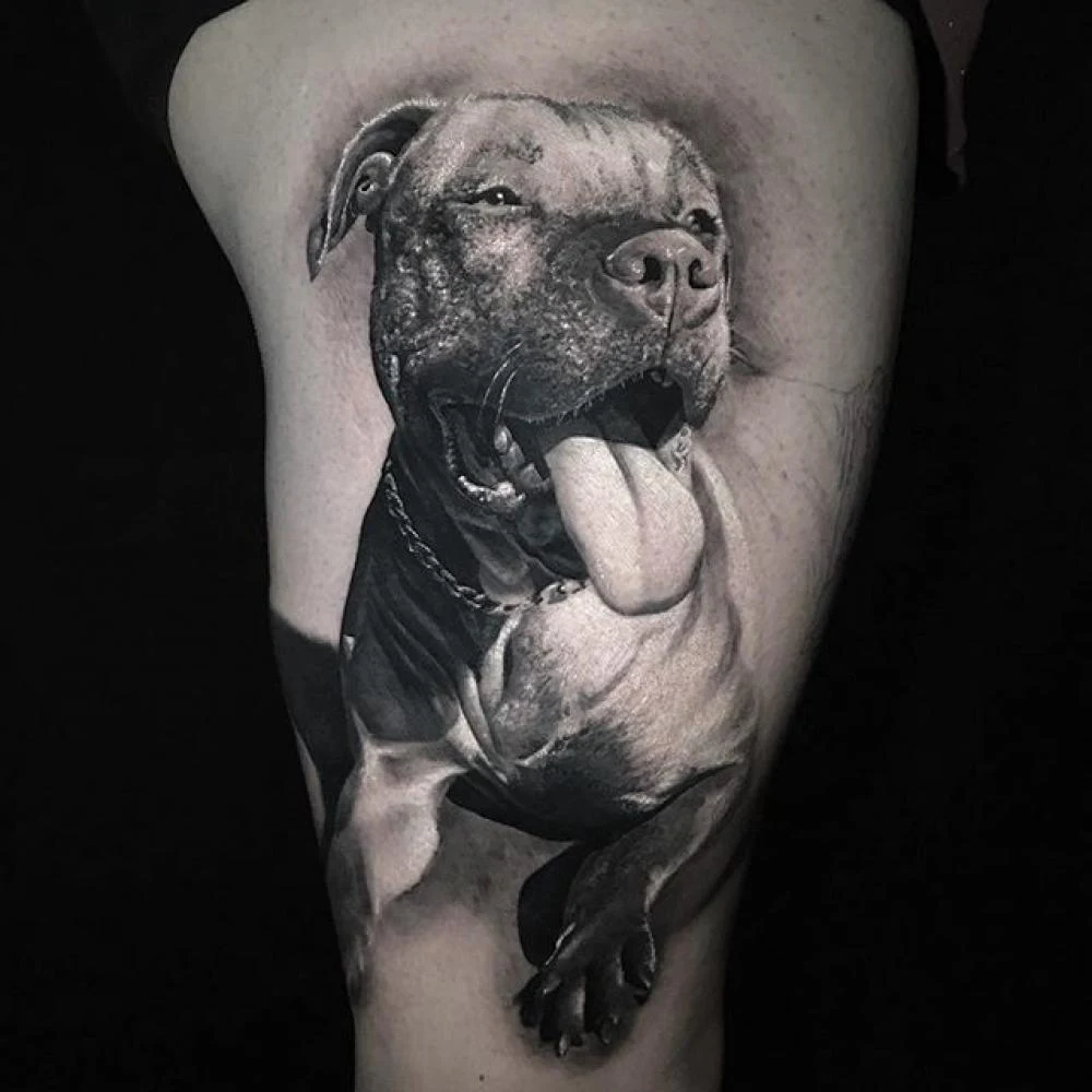 Foto realista de tatuaje de pitbull en brazo