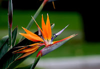 Birds Of Paradise Flower