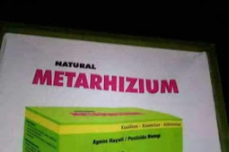 Mekanisme Kerja METARHIZIUM NASA
