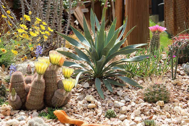 Pale-leaf yucca