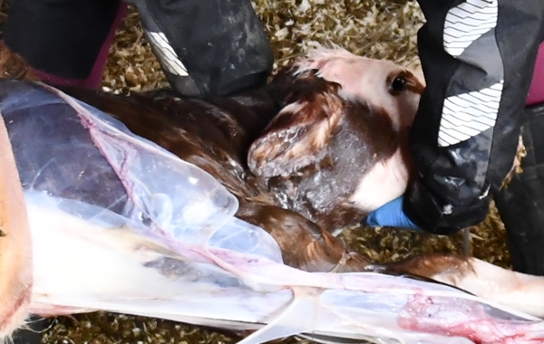 hereford kuer kalver fødsel