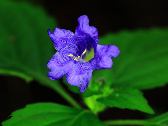 Strobilanthes oligantha