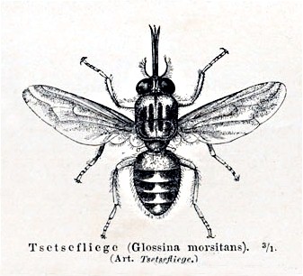 Jenis-Jenis Arthropoda Patogen (Sikilus Hidup, Gejala Klinis, Pencegahan & Pengobatan)