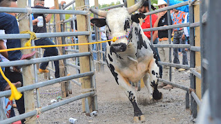 Toros para fondo de pantalla 1920x1080,toros bravos,toros bravos watches,toros bravos jaripeo,toros bravos de espana,toros bravos 2016,toros bravos texans,de toros salvajes,de toros de reparo